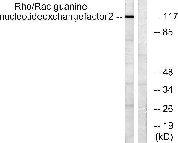 Western blot analysis of lysates from NIH/3T3 cells, using Rho/Rac Guanine Nucleotide Exchange Factor 2 Antibody