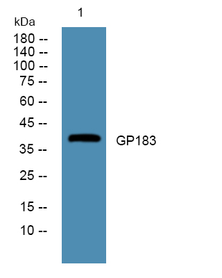a02573 gpr183 primary antibodies wb testing 1