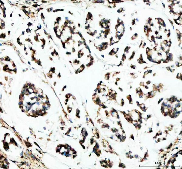 IHC analysis of SHARP2/BHLHE40 using anti-SHARP2/BHLHE40 antibody (A02575-1)