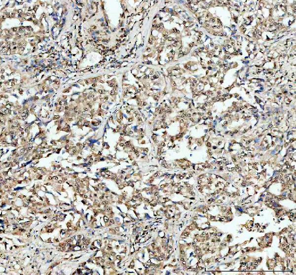  IHC analysis of SHARP2/BHLHE40 using anti-SHARP2/BHLHE40 antibody (A02575-1)