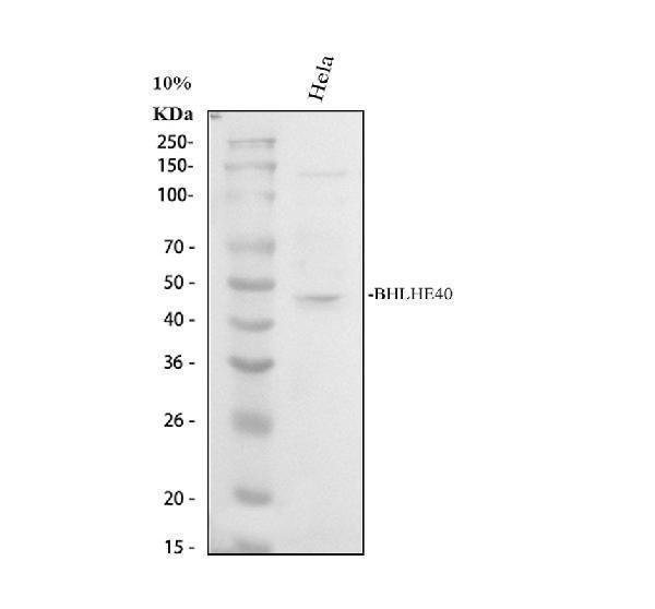  Western blot analysis of SHARP2/BHLHE40 using anti-SHARP2/BHLHE40 antibody (A02575-1)