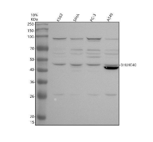 a02575 1 bhlhe40 primary antibodies wb testing 1_1