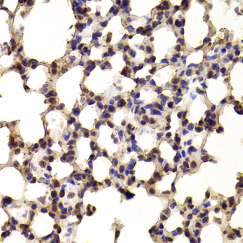a02575 bhlhe40 primary antiboties ihc testing 2