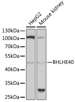 a02575 bhlhe40 primary antiboties wb testing 1