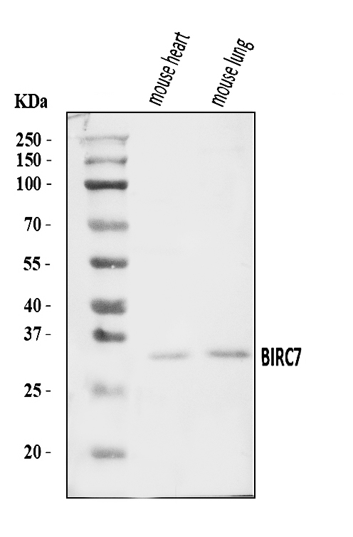  Western blot analysis of Livin/Birc7 using anti-Livin/Birc7 antibody (A02577-2)