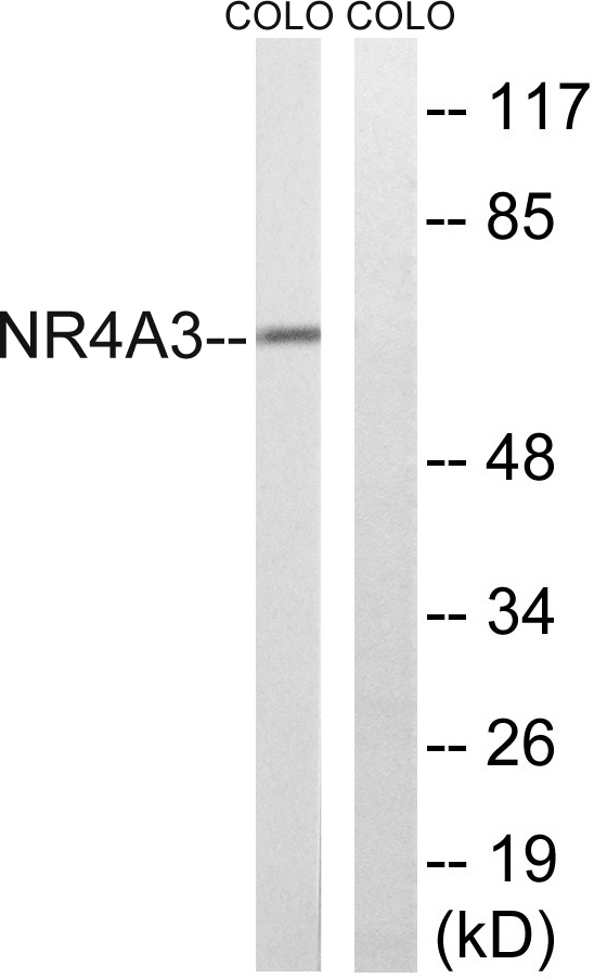 a02578 1 nr4a3 primary antibodies wb testing 1