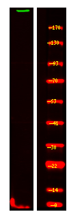 a02584 aspm primary antibodies wb testing 2