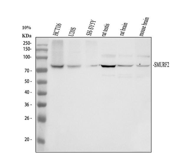 Western blot analysis of SMURF2 using anti-SMURF2 antibody (A02585-1)