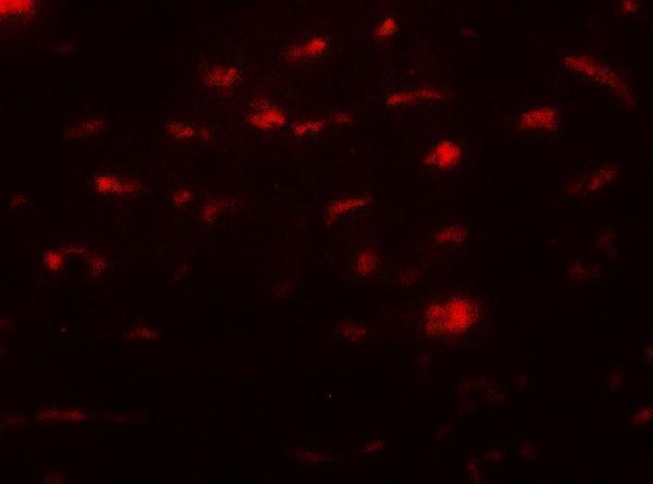 a02585 smurf2 primary antibodies if testing 3