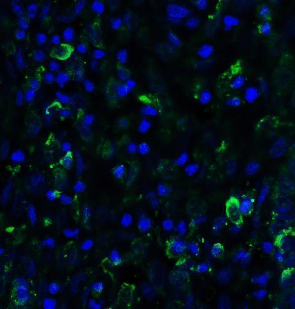a02585 smurf2 primary antibodies if testing 4