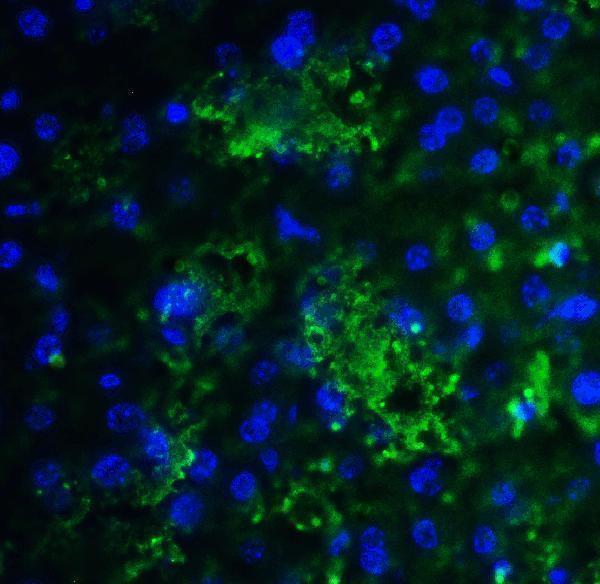a02585 smurf2 primary antibodies if testing 5