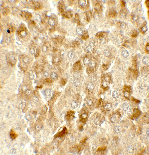 a02585 smurf2 primary antibodies ihc testing 2