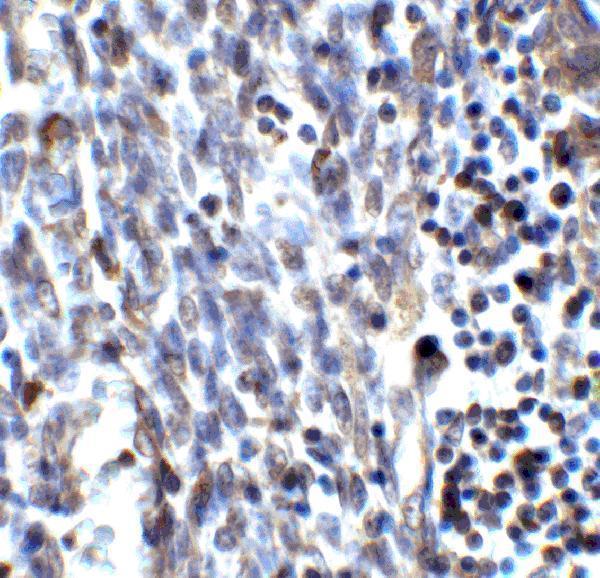 a02585 smurf2 primary antibodies ihc testing 6