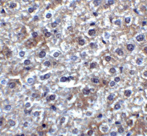 a02585 smurf2 primary antibodies ihc testing 7