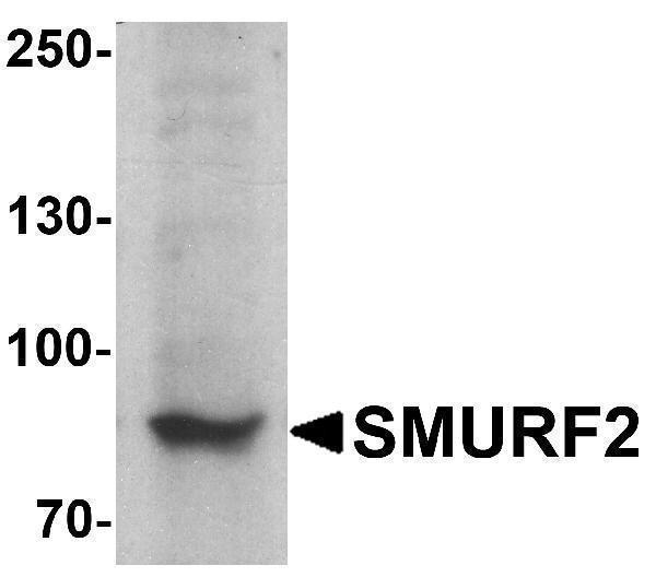 a02585 smurf2 primary antibodies wb testing 1