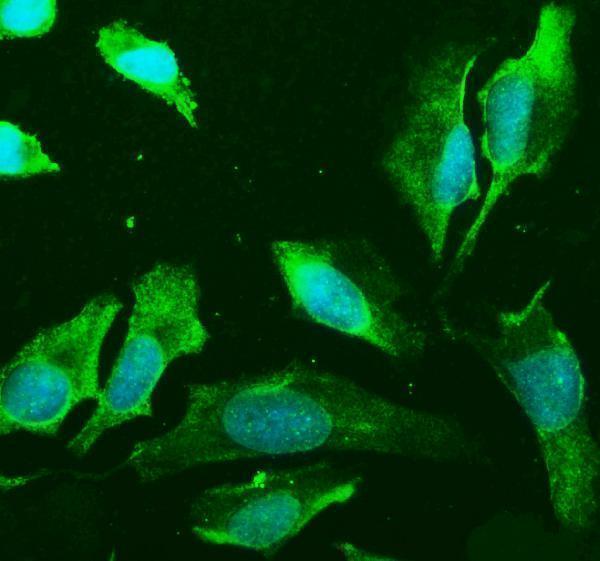 a02586 pld2 primary antibodies icc testing 2