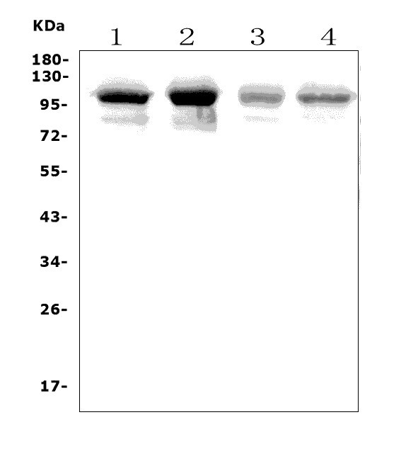 a02586 pld2 primary antibodies wb testing 1