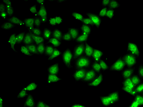 Immunofluorescence analysis of U2OS cells using AFF1 antibody 