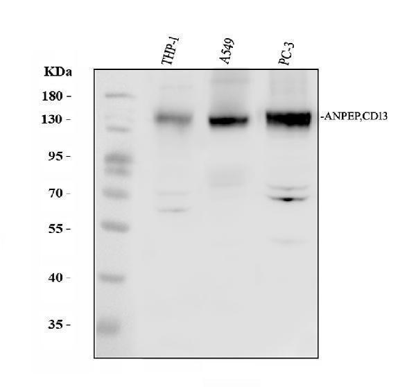 Western blot analysis of ANPEP using anti-ANPEP antibody (A02591-2)