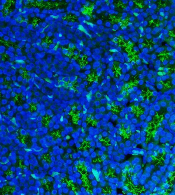 a02591 3 cd13 primary antibodies if testing 8