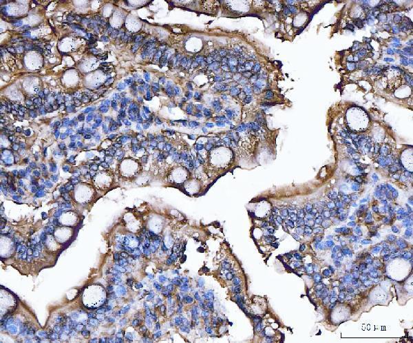 a02591 3 cd13 primary antibodies ihc testing 4
