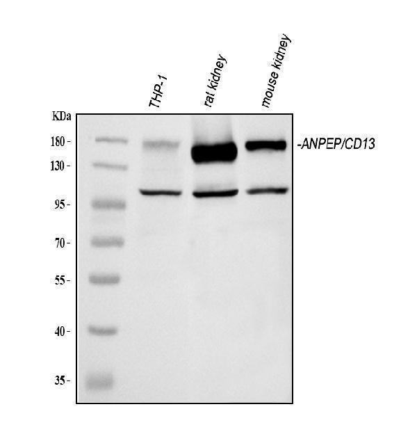 a02591 3 cd13 primary antibodies wb testing 1