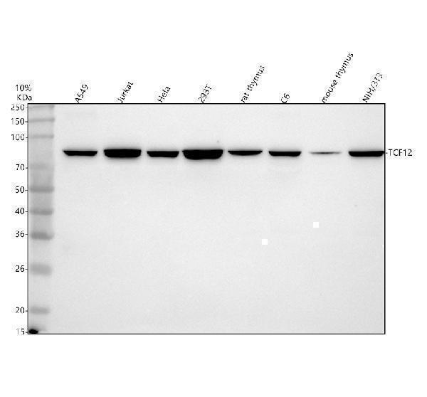  Western blot analysis of HEB/TCF12 using anti-HEB/TCF12 antibody (A02592-3)