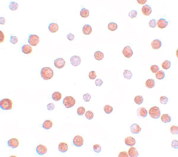 a02592 tcf12 primary antibodies icc testing 2