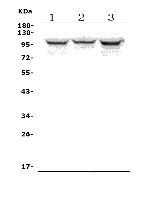 a02593 4 adam15 primary antibodies wb testing 1