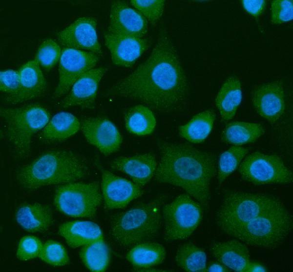  IF analysis of USP9X using anti-USP9X antibody (A02594-1)