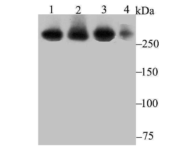 a02594 usp9x primary antiboties wb testing 1