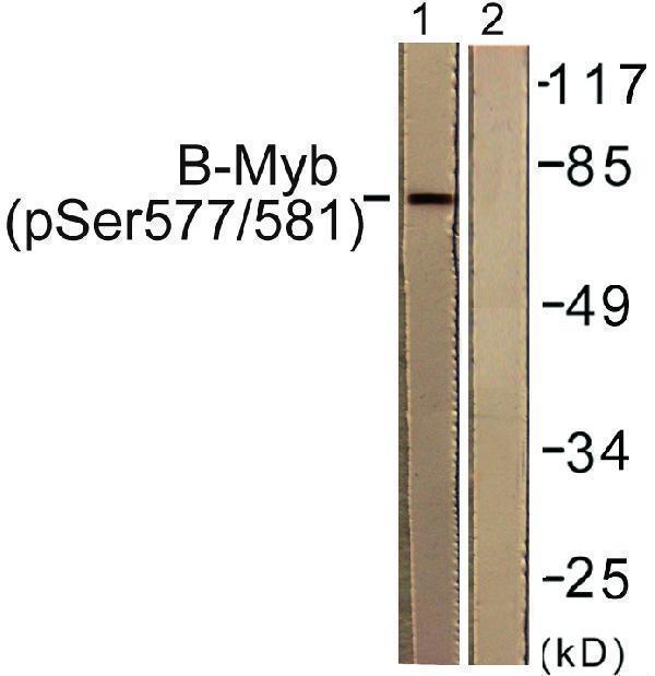 a02597s577 mybl2 primary antibodies wb testing 2