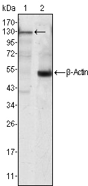 a02598 1 jak3 primary antibodyes wb testing 2