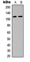 Western blot analysis of JAK3 expression in HeLa (A), Raw264