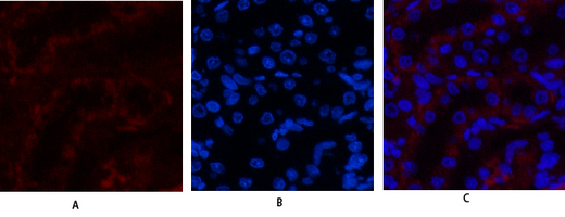 a02598 jak3 primary antibodies if testing 1