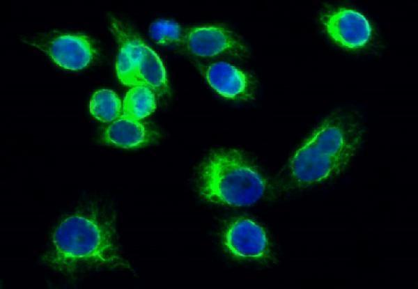 a02598 jak3 primary antibodies if testing 6