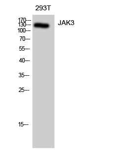 a02598 jak3 primary antibodies wb testing 2