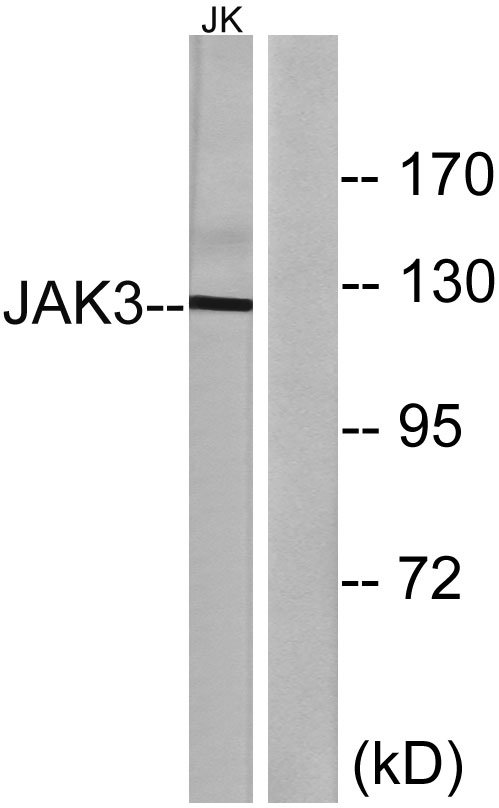 a02598 jak3 primary antibodies wb testing 3