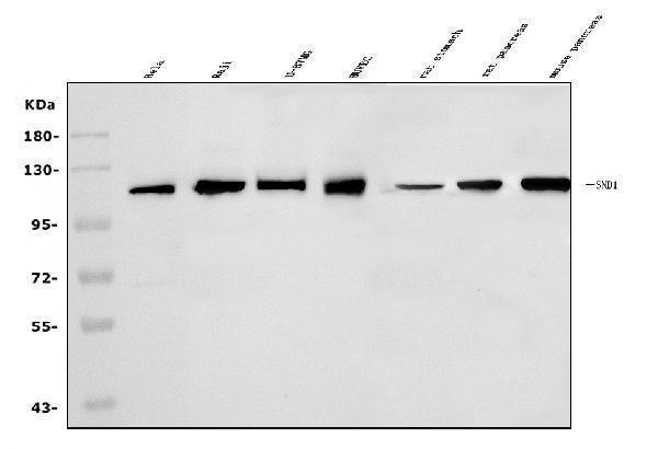  Western blot analysis of SND1 using anti-SND1 antibody (A02602-3)