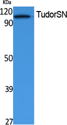 Western Blot analysis of extracts from Jurkat cells, using TudorSN Polyclonal Antibody