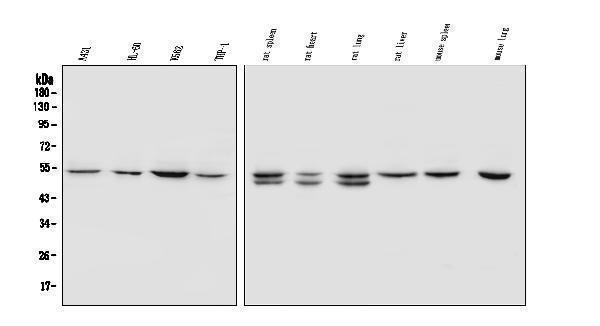 a02603 2 sox11 primary antibodies wb testing 1