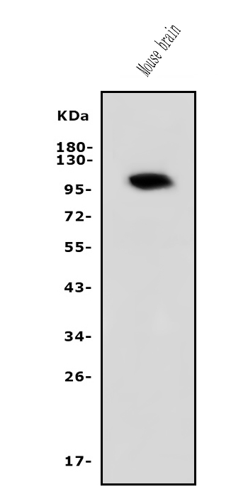 a02605 2 pde10a primary antibodies wb testing 1