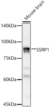 Western blot analysis of extracts of Mouse brain, using SSRP1 Rabbit pAb antibody  at 1:500 dilution