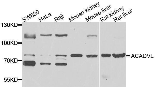 a02607 acadvl primary antiboties wb testing 1