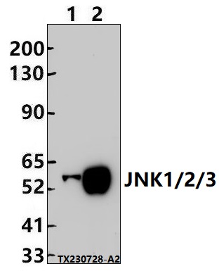 Western blot (WB) analysis of JNK1/2/3 (T183/Y185) polyclonal antibody at 1:500 dilution
Lane1:The Brain tissue lysate of Mouse(30ug)
Lane2:The Liver tissue lysate of Rat(30ug)