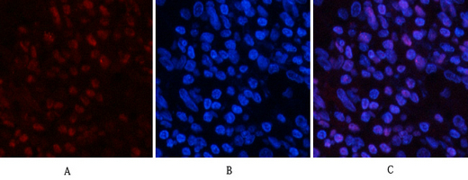 a02608y185 1 mapk8 primary antibodies if testing 13