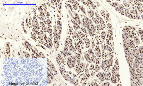 a02608y185 1 mapk8 primary antibodies ihc testing 7