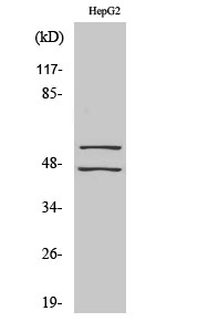 Western Blot analysis of various cells using Phospho-JNK1/2/3 (Y185) Polyclonal Antibody