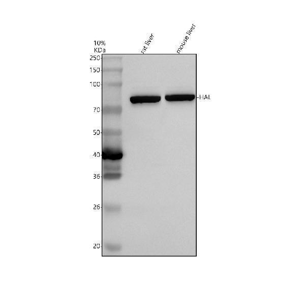 a02612 1 hal primary antibodies wb testing 1