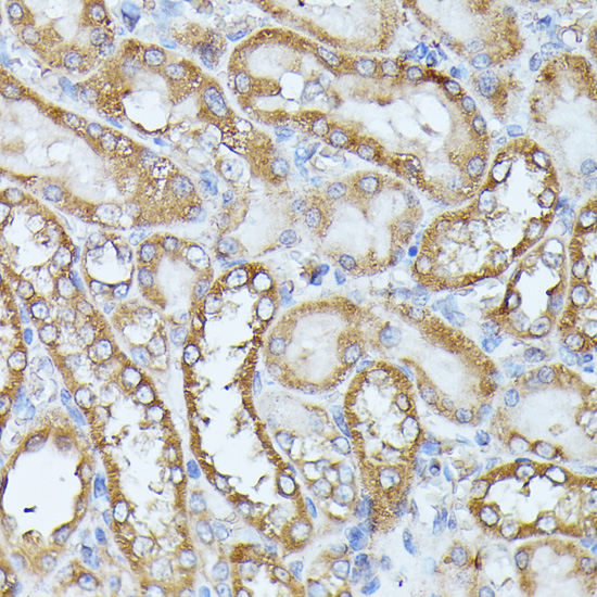 Immunohistochemistry of paraffin-embedded rat kidney using HAL antibody  at dilution of 1:100 